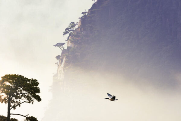 s0050_NL_mts_mockup_v01